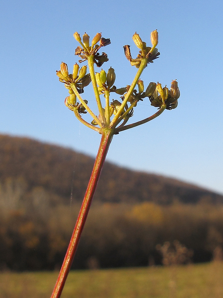 Изображение особи Xanthoselinum alsaticum.