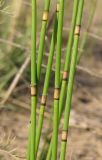 Equisetum &times; moorei