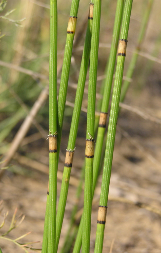 Изображение особи Equisetum × moorei.