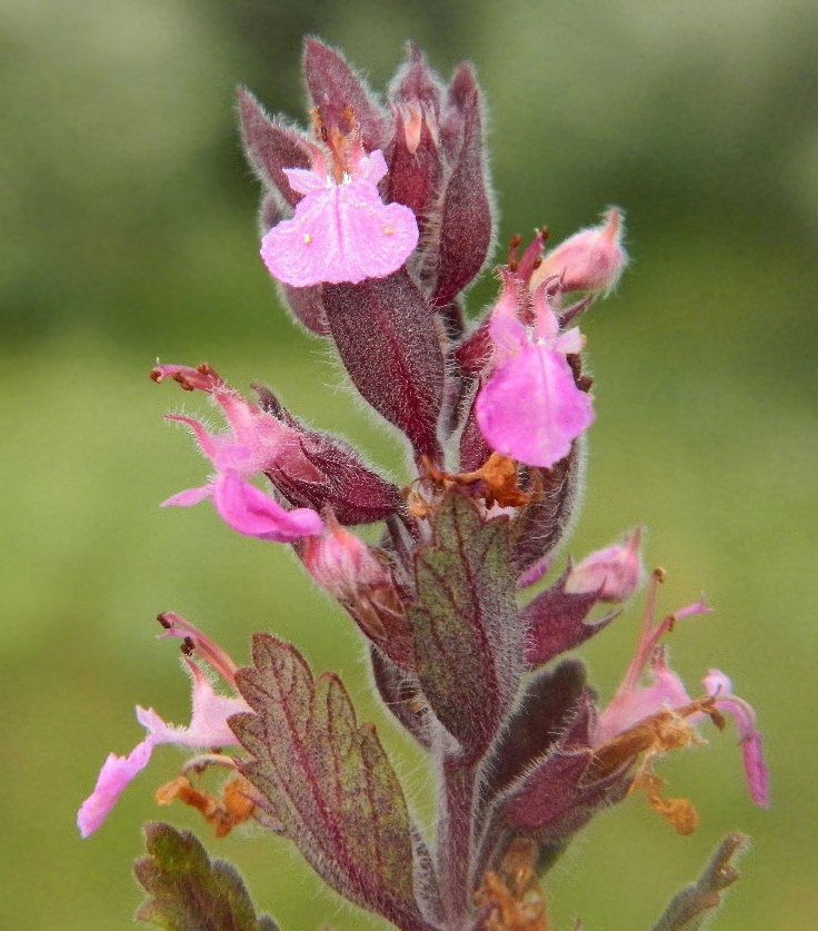 Image of Teucrium chamaedrys specimen.