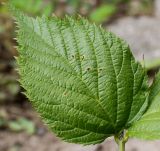 Rhodotypos scandens. Лист. Германия, г. Дюссельдорф, Ботанический сад университета. 14.08.2013.