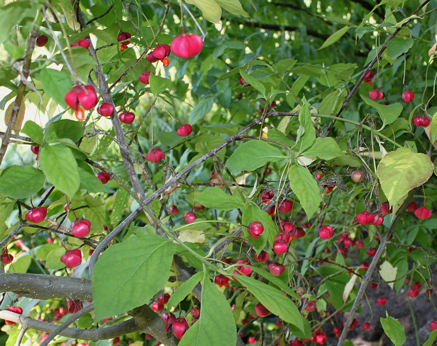 Image of Euonymus planipes specimen.