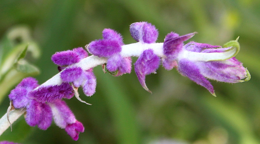 Image of Salvia leucantha specimen.