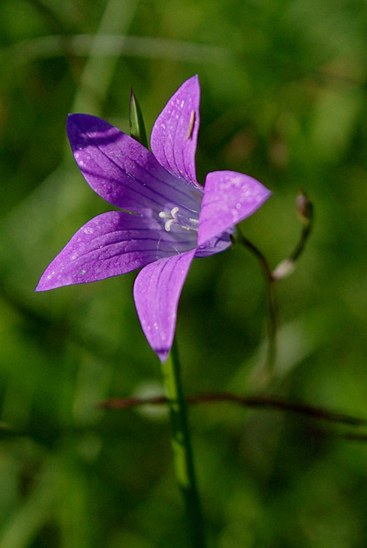 Изображение особи Campanula patula.