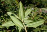 Rhododendron подвид chasmanthum