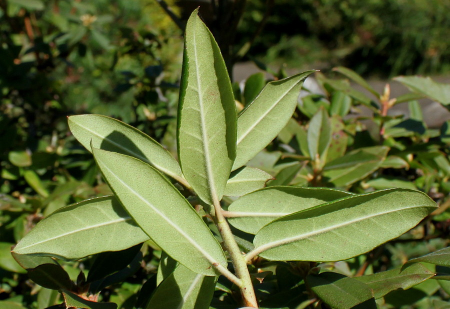 Изображение особи Rhododendron augustinii ssp. chasmanthum.