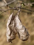 Colutea arborescens. Высохшие плоды. Германия, г. Дюссельдорф, Ботанический сад университета. 02.03.2014.