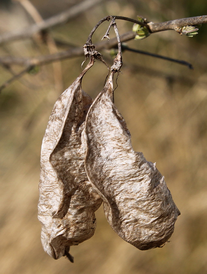 Изображение особи Colutea arborescens.