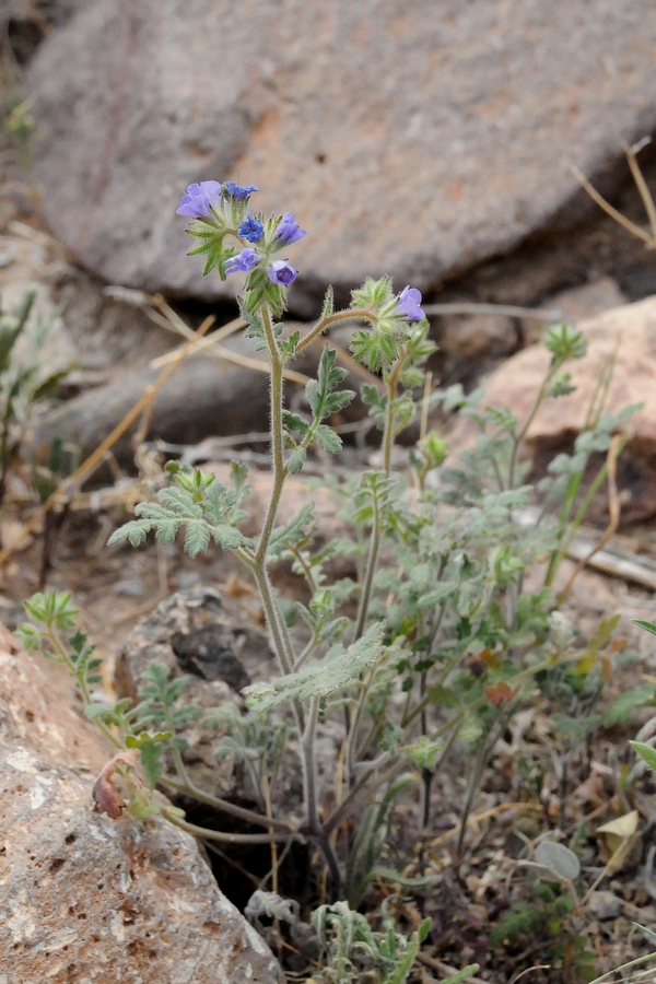 Изображение особи Phacelia distans.