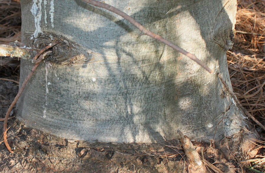 Image of Pinus armandii specimen.