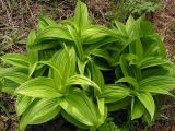 genus Veratrum. Молодые побеги. Хабаровский край, Ванинский р-н, окр. пос. Высокогорный. 30.05.2013.