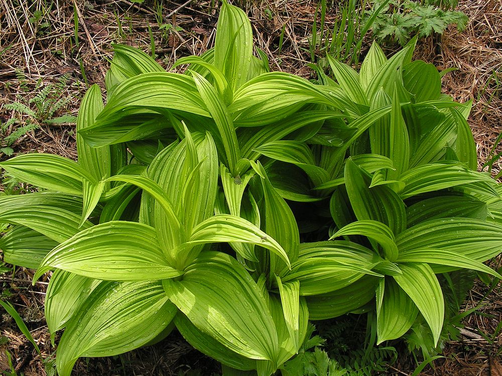 Изображение особи род Veratrum.