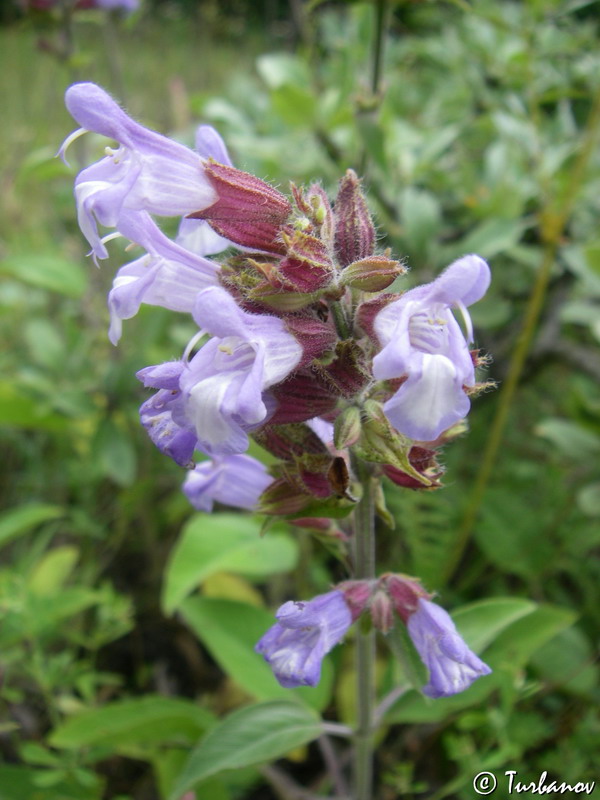 Image of Salvia tomentosa specimen.