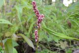 Persicaria lapathifolia