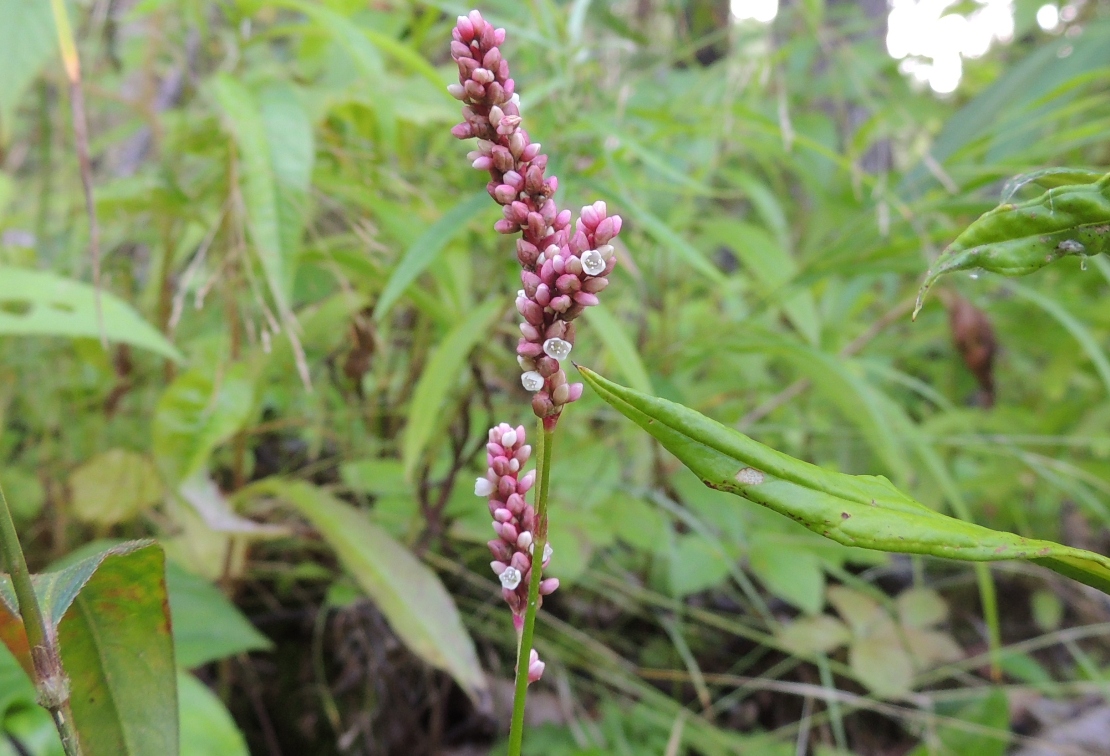 Изображение особи Persicaria lapathifolia.