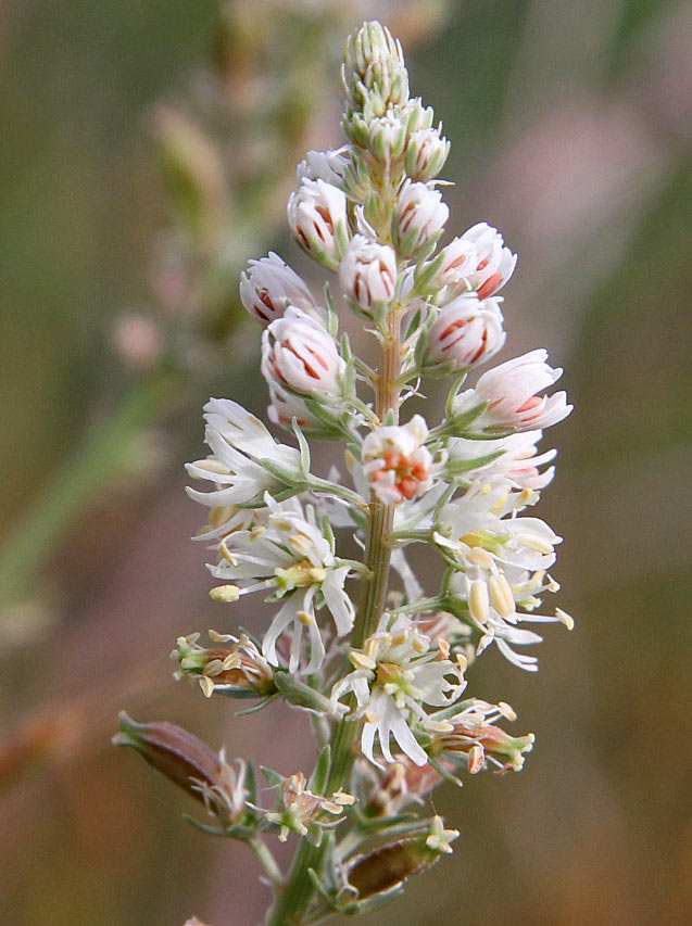 Image of Reseda alba specimen.