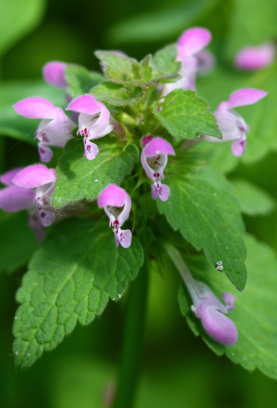 Изображение особи Lamium purpureum.