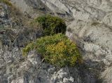 Lepidium turczaninowii. Растения на меловом обнажении. ЮВ Крым, Западная часть Армутлукской долины, подножья горы Белой. 10 октября 2013 г.