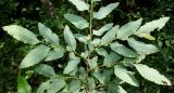 Nothofagus pumilio. Средняя часть ветки (у листьев видны их нижние стороны). Германия, г. Дюссельдорф, Ботанический сад университета. 04.05.2014.