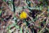 Centaurea solstitialis. Верхушка цветущего растения. Черногория, окр. г. Ульцинь, сухой склон. 07.07.2011.