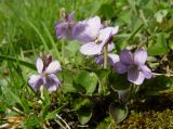 Viola rupestris