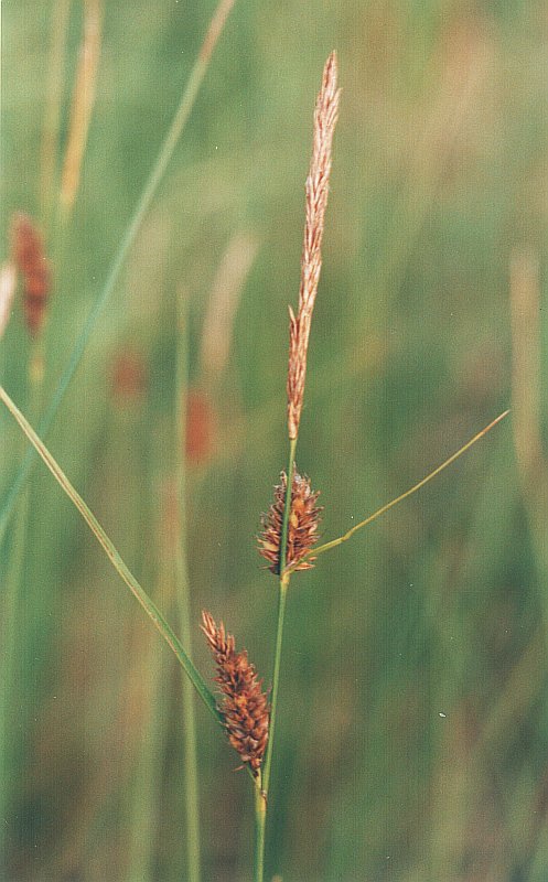 Изображение особи Carex lasiocarpa.