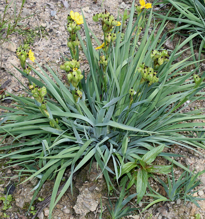 Изображение особи Sisyrinchium macrocarpum.