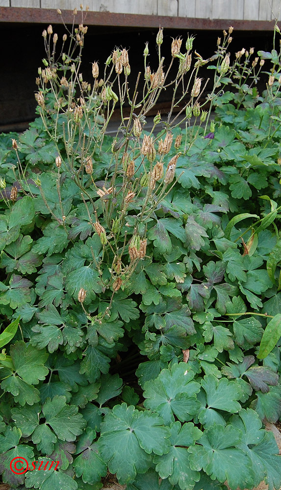 Image of Aquilegia vulgaris specimen.