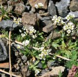 Draba siliquosa. Цветущее растение. Адыгея, Кавказский биосферный заповедник, долина реки Чессу, альпика, 2900 м н.у.м. 01.07.2014.