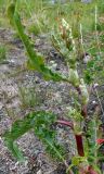 Rumex longifolius