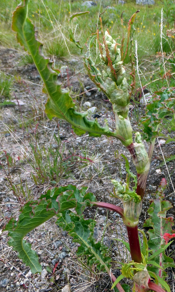 Image of Rumex longifolius specimen.