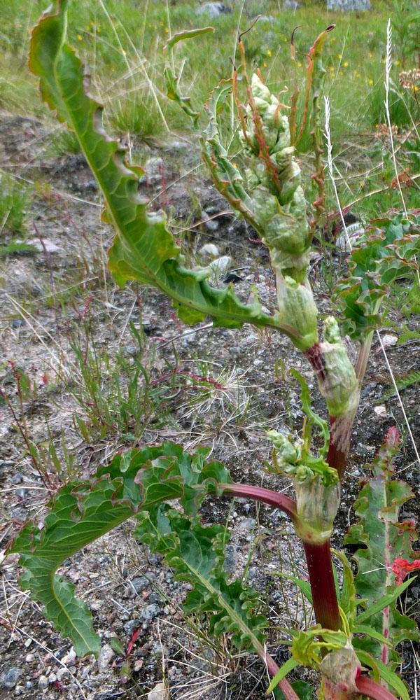 Image of Rumex longifolius specimen.