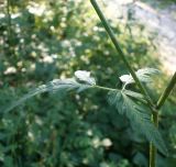 Torilis japonica