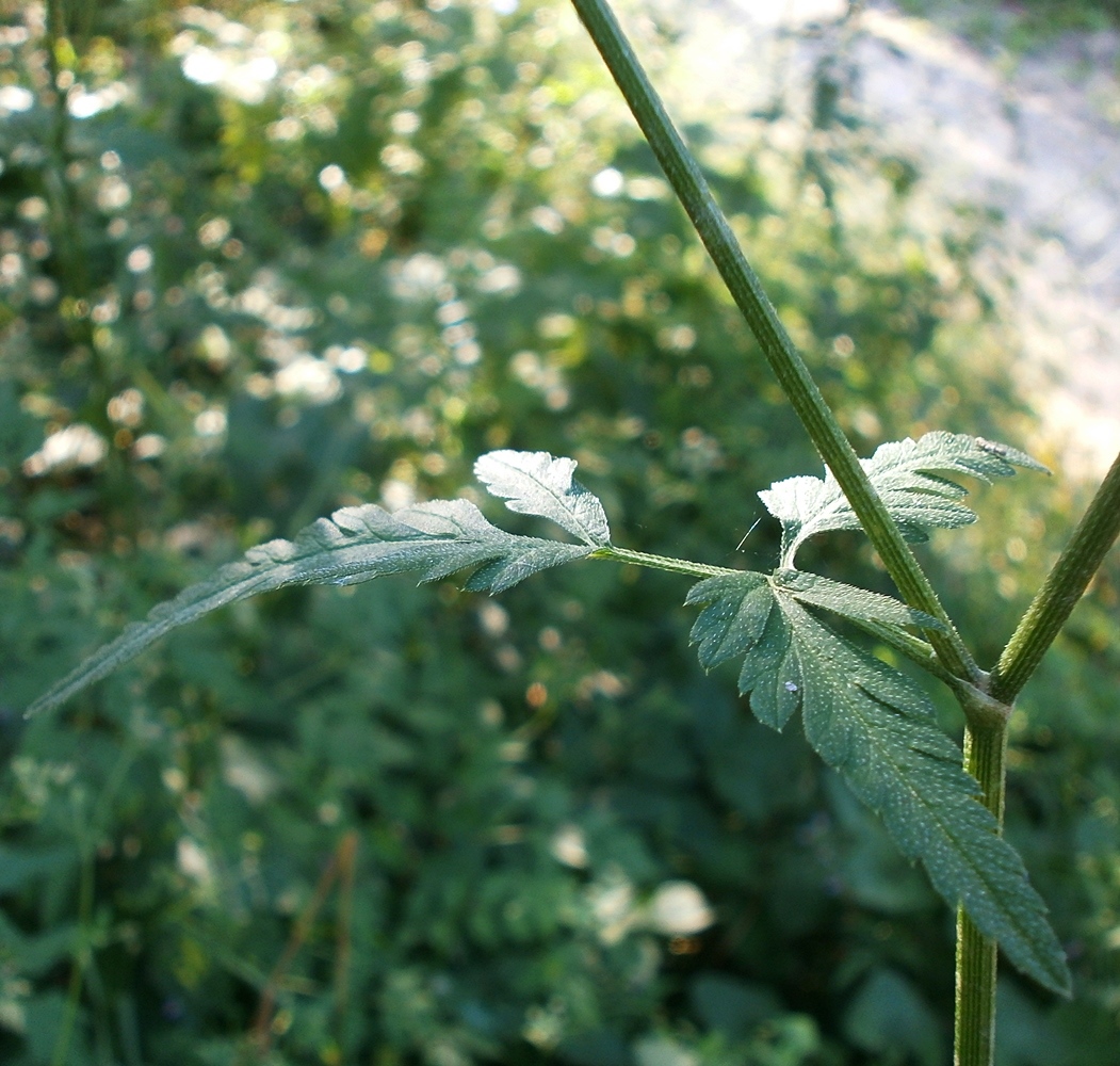 Image of Torilis japonica specimen.