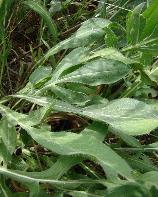 Изображение особи Cephalaria uralensis.