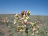 Dendrostellera ammodendron. Соцветие. Казахстан, Алматинская обл., юго-зап. шлейфы Джунгарского Алатау, правая сторона каньона р. Или в окр. вдхр. Капчагай. 9 июня 2012 г.
