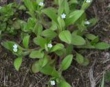 Myosotis sparsiflora