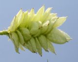 Ostrya carpinifolia. Соплодие. Германия, г. Дюссельдорф, Ботанический сад университета. 03.06.2014.