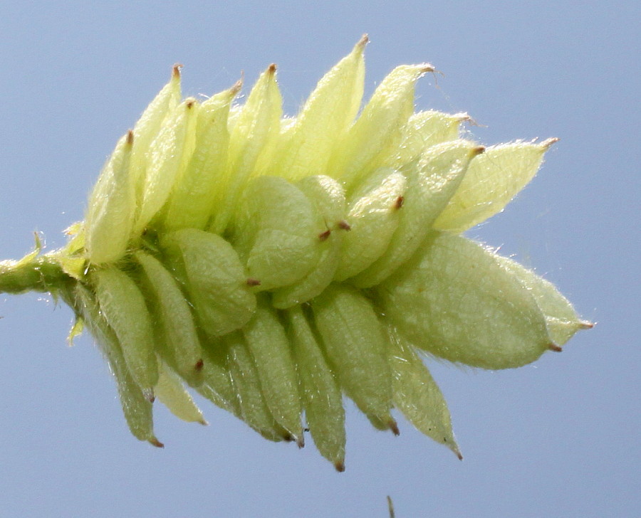 Изображение особи Ostrya carpinifolia.