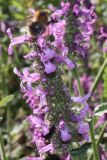 Betonica officinalis. Верхняя часть отцветающего соцветия с кормящимся шмелём. Германия, г. Дюссельдорф, Ботанический сад университета. 03.07.2014.