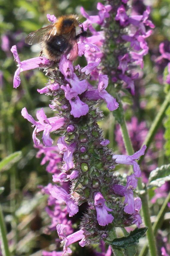 Изображение особи Betonica officinalis.