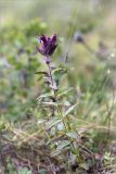 Bartsia alpina