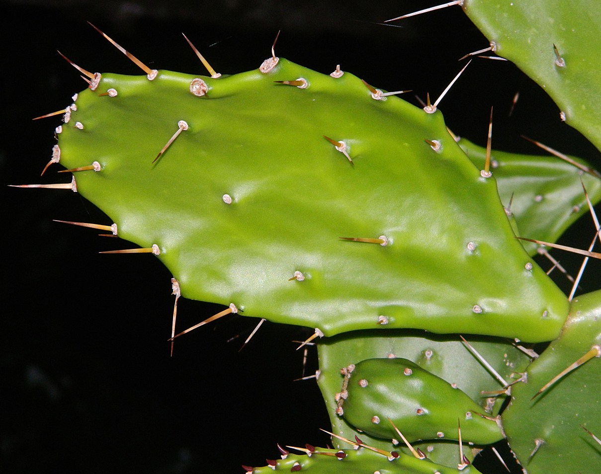 Image of genus Opuntia specimen.