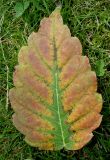 Zelkova serrata. Опавший лист, принимающий осеннюю окраску. Германия, г. Дюссельдорф, Ботанический сад университета. 05.09.2014.