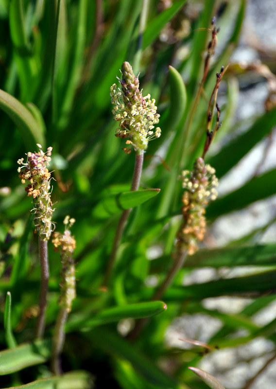 Image of Plantago maritima specimen.