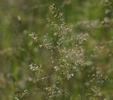 Image of taxon representative. Author is Виталий Гуменюк