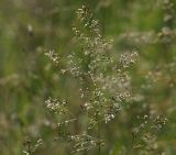 Deschampsia cespitosa