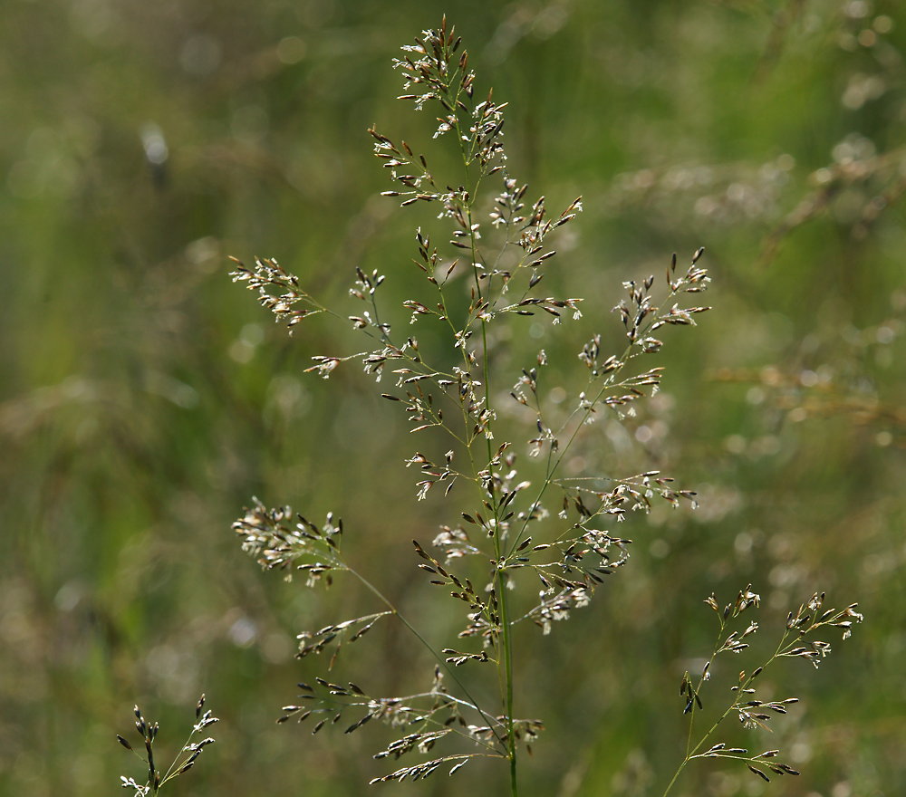 Image of Deschampsia cespitosa specimen.