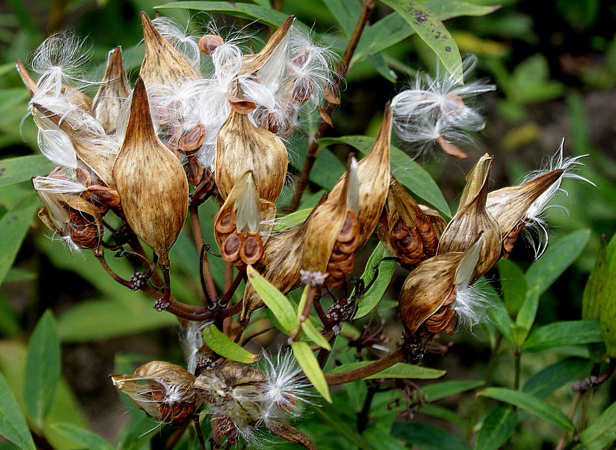 Изображение особи Asclepias incarnata.