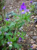 Viola tricolor